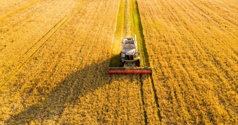 El Banco Mundial y las perspectivas de los precios de los commodities agrícolas